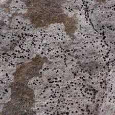 Attēlu rezultāti vaicājumam “Trapelia coarctata”