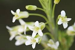 Attēlu rezultāti vaicājumam “Arabis glabra flower”