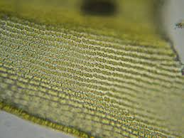 Attēlu rezultāti vaicājumam “Racomitrium heterostichum”