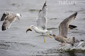 Image result for Larus cachinnans