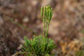 Attēlu rezultāti vaicājumam “Diphasiastrum tristachyum”