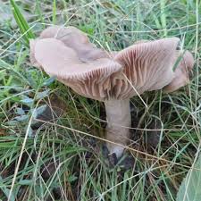 Attēlu rezultāti vaicājumam “Lepista sp.”