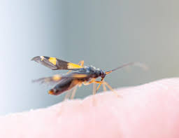 Attēlu rezultāti vaicājumam “Dryophilocoris flavoquadrimaculatus imago”