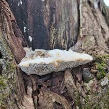 Attēlu rezultāti vaicājumam “Trametes suaveolens”