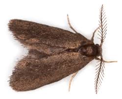 Attēlu rezultāti vaicājumam “Psyche casta”