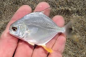 Image result for Trachinotus carolinus