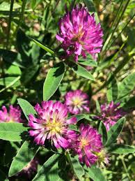 Attēlu rezultāti vaicājumam “Trifolium medium”