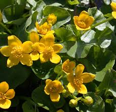 Attēlu rezultāti vaicājumam “Caltha palustris flower”