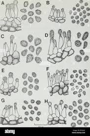 Attēlu rezultāti vaicājumam “Lichenoconium xanthoriae”