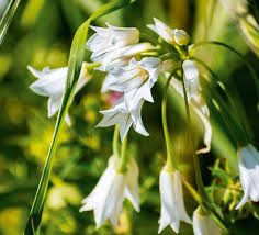 Attēlu rezultāti vaicājumam “Allium ursinum flower”