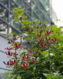 Image result for Lilium martagon `Arabian Night`