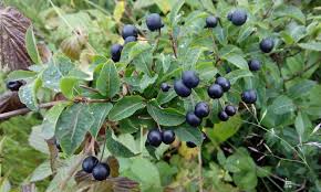 Attēlu rezultāti vaicājumam “Lonicera ferdinandii fruit”