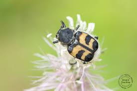 Attēlu rezultāti vaicājumam “Trichius fasciatus imago”
