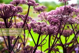 Attēlu rezultāti vaicājumam “Angelica sylvestris flower”