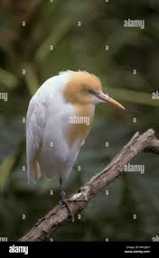 Attēlu rezultāti vaicājumam “Bubulcus ibis”