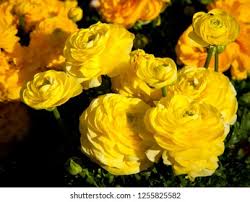 Attēlu rezultāti vaicājumam “Ranunculus elatior”