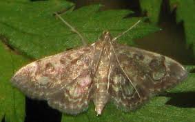 Attēlu rezultāti vaicājumam “Anania coronata”