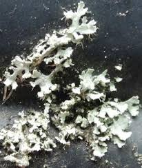 Attēlu rezultāti vaicājumam “Physcia tenella”