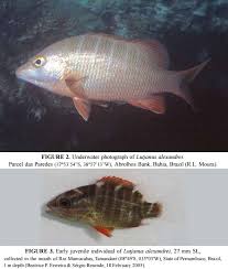 Image result for Lutjanus griseus