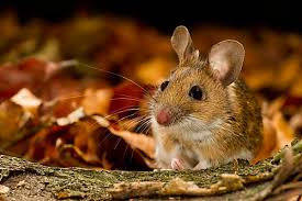 Attēlu rezultāti vaicājumam “Apodemus flavicollis”