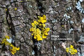 Attēlu rezultāti vaicājumam “myxomicetes”