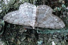 Attēlu rezultāti vaicājumam “Hypomecis punctinalis”