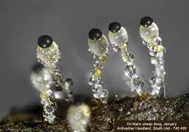 Attēlu rezultāti vaicājumam “Pilobolus crystallinus”