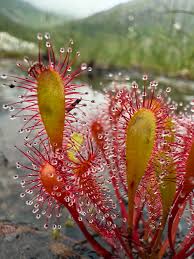 Attēlu rezultāti vaicājumam “Drosera anglica flower”