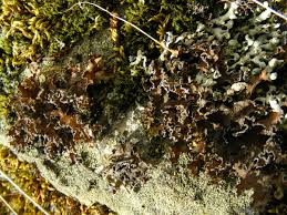 Attēlu rezultāti vaicājumam “Tuckermannopsis chlorophylla”