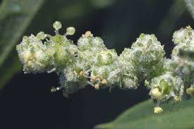 Attēlu rezultāti vaicājumam “Chenopodium album flower”