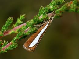 Attēlu rezultāti vaicājumam “Catoptria margaritella”