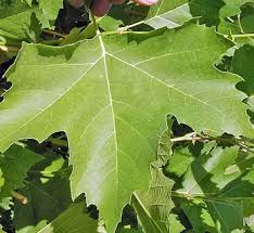Attēlu rezultāti vaicājumam “Platanus x hispanica (syn. Platanus x acerifolia) leaf”