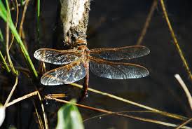 Attēlu rezultāti vaicājumam “Aeshna grandis”