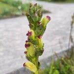 Attēlu rezultāti vaicājumam “Pedicularis sceptrum-carolinum leaf”