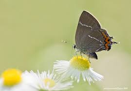 Attēlu rezultāti vaicājumam “Satyrium w-album”