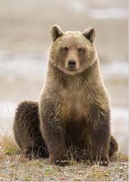 Attēlu rezultāti vaicājumam “Ursus arctos”