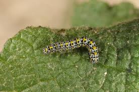 Attēlu rezultāti vaicājumam “Cucullia verbasci larva”