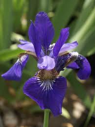 Attēlu rezultāti vaicājumam “Iris sibirica flower”
