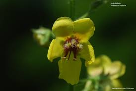 Image result for Verbascum blattaria