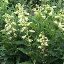 Image result for Digitalis grandiflora