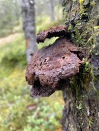 Attēlu rezultāti vaicājumam “Inonotus leporinus”