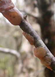 Attēlu rezultāti vaicājumam “Exidia repanda”