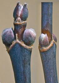 Attēlu rezultāti vaicājumam “Acer negundo bud”