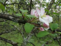 Attēlu rezultāti vaicājumam “Malus sylvestris”