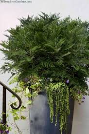 Image result for Artemisia gmelinii