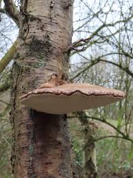 Attēlu rezultāti vaicājumam “Piptoporus betulinus”