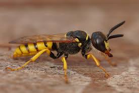 Attēlu rezultāti vaicājumam “Crabronidae”