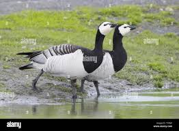 Attēlu rezultāti vaicājumam “Branta leucopsis adult”