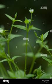 Attēlu rezultāti vaicājumam “Moehringia trinervia”