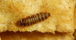 Attēlu rezultāti vaicājumam “Anthrenus verbasci”